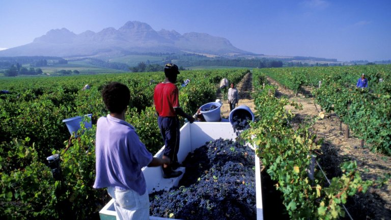 Alko enhances international cooperation to promote social responsibility in wine production